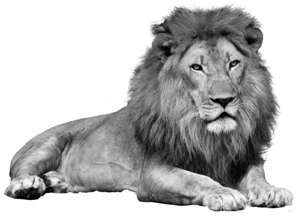 lion-stone-nature-lion-is-mammal-wildlife-type-cat (1)